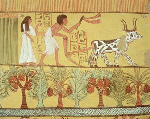 سننجم وزوجته في حقول البذر والحراثة ، من مقبرة سننجم ، قرية العمال ، المملكة الحديثة (رسم جداري)